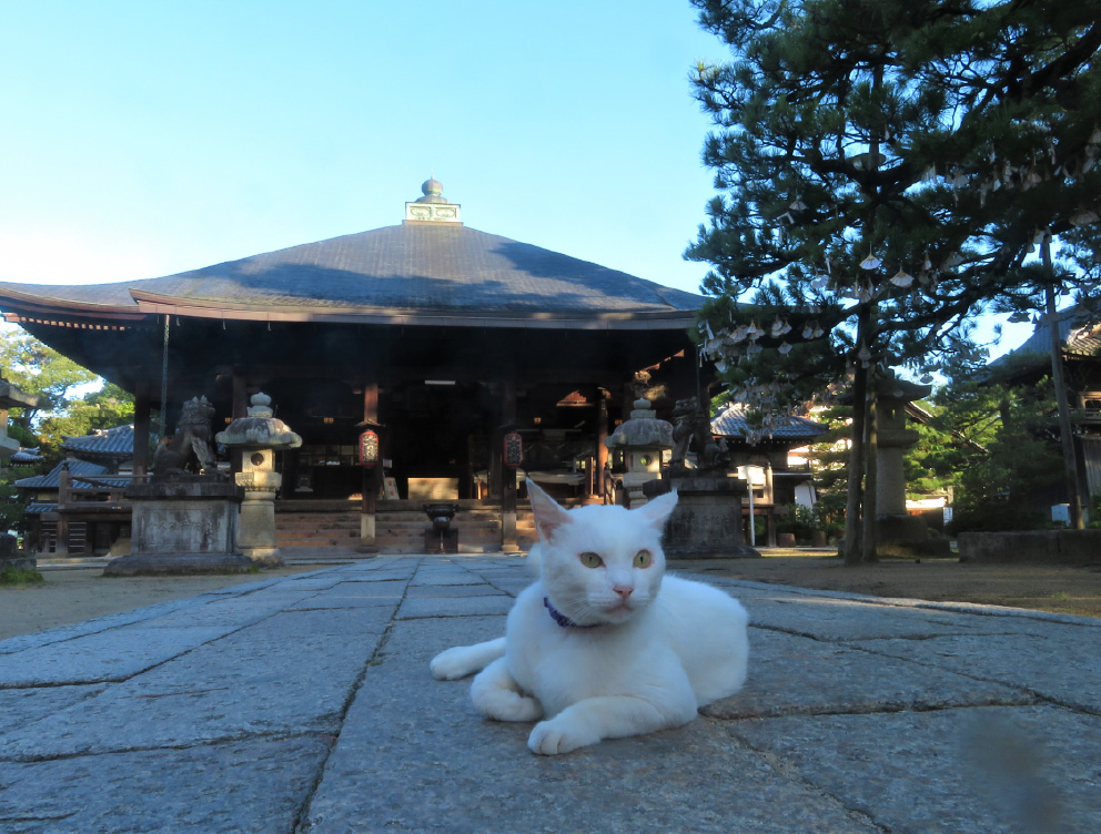 Temple Chionji4